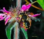 Anthidium manicatum (male)