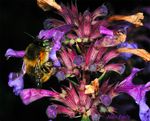 Anthophora quadrimaculata Panzer femelle