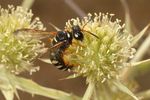 Cerceris flavicornis fem.