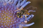 Cerceris rybyensis