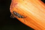Ceropales cribrata