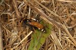 Cryptocheilus octomaculatus