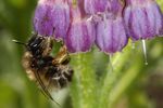Anthophora plumipes