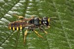 Ectemnius ruficornis