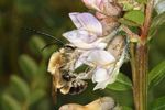 Eucera longicornis male