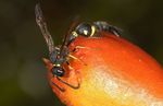 Eumenes sp (?)