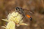Isodontia splendidula