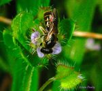 Lasioglossum pauxillum femelle