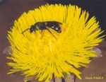Lasioglossum fulvicorne femelle