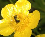 Lasioglossum pauxillum