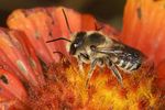 Megachilidae sp.