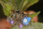 Nomada sp.