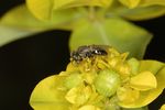 Oxybelus bipunctatus
