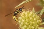 Philanthus triangulum male