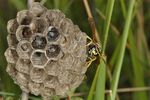 Polistes biglumis