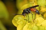Anoplius infuscatus