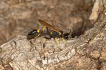 Sceliphron caementarium