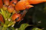 Sceliphron caementarium