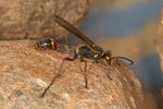 Sceliphron curvatum male