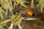 Sphex flavipennis fem.