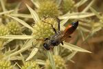 Sphex funerarius