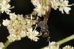 Symmorphus sp.