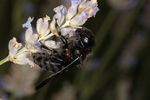 Xylocopa sp.