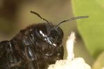 Xylocopa sp.