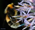 Bombus sp.