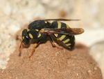 Celonites sp.