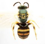 Ceylalictus variegatus (Olivier 1789)