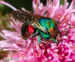 Chryside