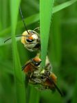 Eucera nigrescens mâles