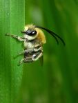 Eucera nigrescens mâle