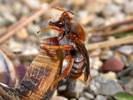 Anthidium sticticum mâle