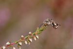 Epeolus cruciger