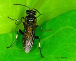 Macrophya albicincta
