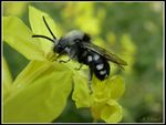 Melecta sp.