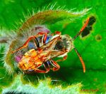 Nomada sp.