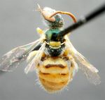 Nomioides (Nomioides) bluethgeni Pesenko 1979