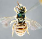 Nomioides (Nomioides) fortunatus Blüthgen 1937