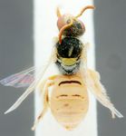 Nomioides (Nomioides) klausi Pesenko 1983