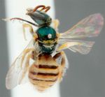 Nomioides (Nomioides) minutissimus maurus Blüthgen 1925