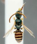 Nomioides (Nomioides) minutissimus maurus Blüthgen 1925