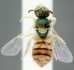 Nomioides (Nomioides) squamiger Saunders 1908