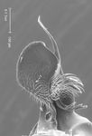 Halictus cephalicus Morawitz 1873