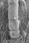 Halictus cephalicus Morawitz 1873