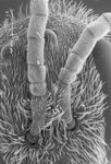 Halictus cephalicus Morawitz 1873