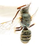 Halictus (Seladonia) cephalicus Morawitz 1873