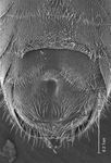 Halictus (Seladonia) confusus alpinus Alfken 1907
